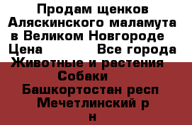 Продам щенков Аляскинского маламута в Великом Новгороде › Цена ­ 5 000 - Все города Животные и растения » Собаки   . Башкортостан респ.,Мечетлинский р-н